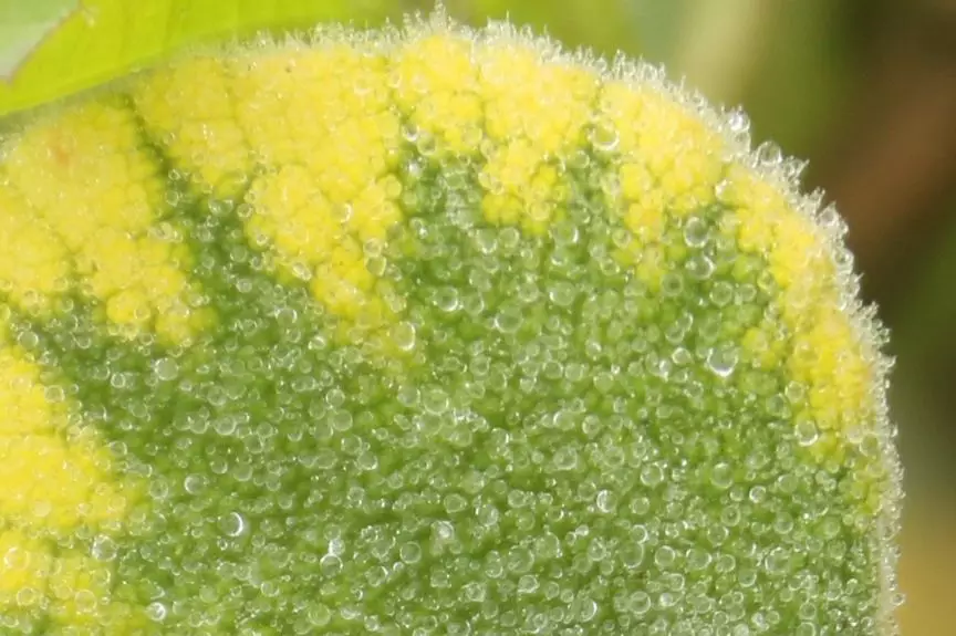 【HyperMesh宝典】之空间变换之美（独家美图放送）的图3